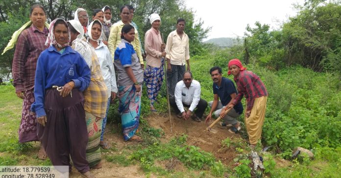 MPDO plants saplings during Vanamahotsavam