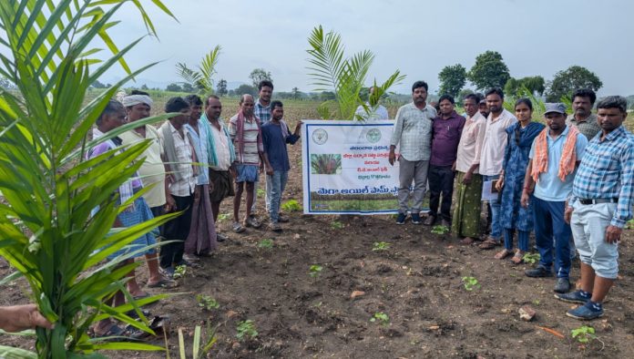 Mega drive for oil plantation in the district