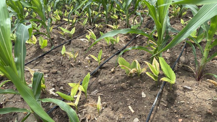 Nutrient deficiency in turmeric crop... prevention