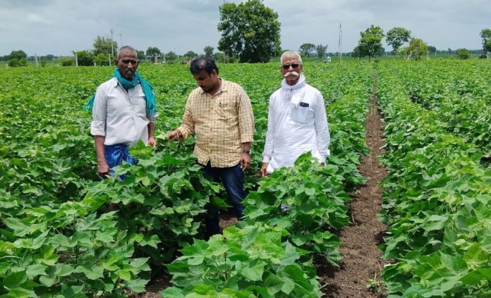 Observation of cotton Pesara soybean crops..