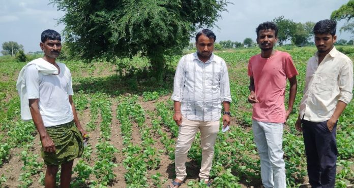 Observation of cotton and soybean crops..
