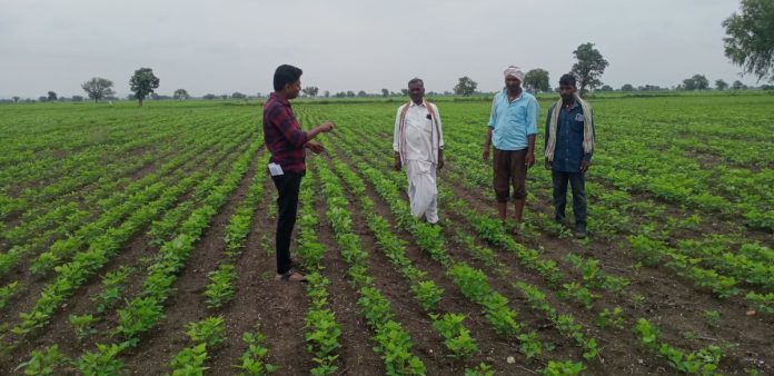 Officials instructions should be followed to prevent pests: AO