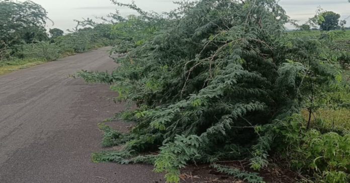 Road blocked by thorns... Officials ignore it