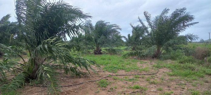 Soils suitable for oil farming in the zone