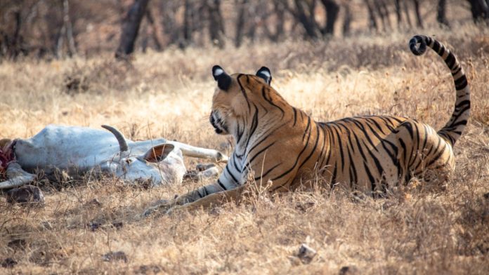 Will a tiger that attacked a cow survive?