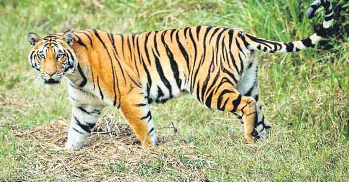 Tiger roaming in Annaram is not true