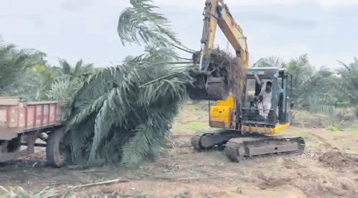 జన్యుపర లోపం.. పామాయిల్‌ రైతుకు అపార నష్టం