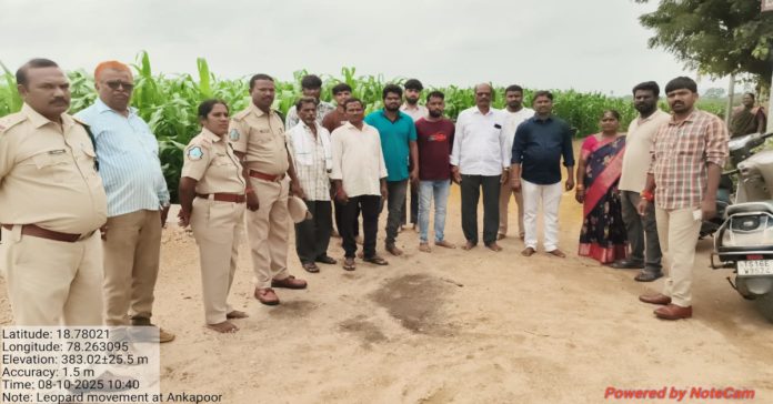 Forest officials search for leopard