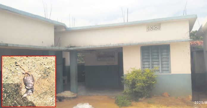 రత్నాపూర్‌ అంగన్వాడీ నీటిలో ఎలుక