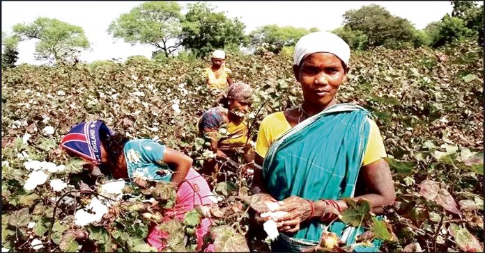 local cotton