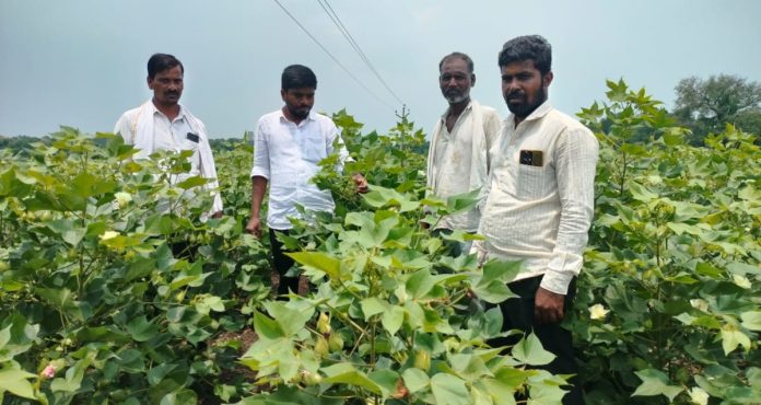 AEO inspects cotton crop in Hangarga