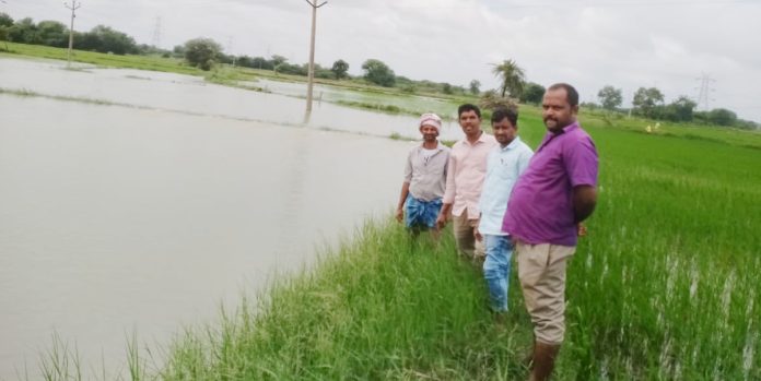 Agricultural officials inspect damaged crops