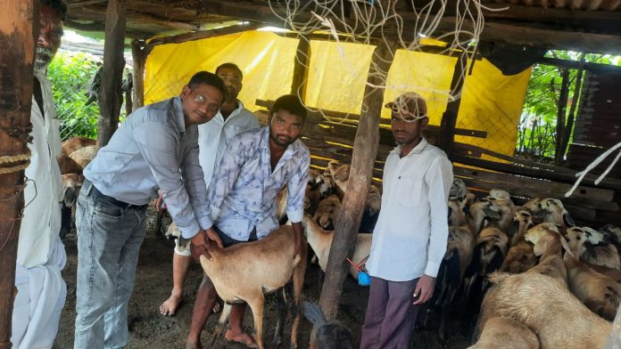 Be vigilant about diseases in livestock.