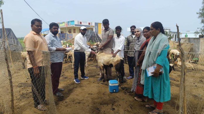 Bluetongue vaccine