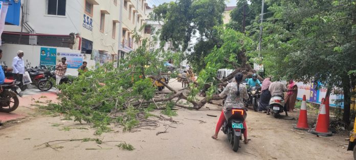 Broken tree in Khalil Wadi area