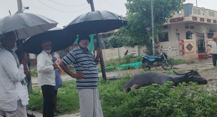 Buffalo dies after being electrocuted