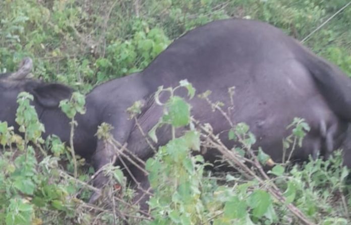 Buffalo dies of electrocution