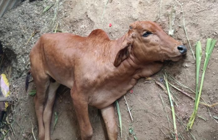 Cattle and goats die of illness