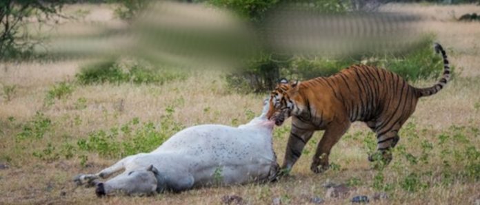 Cattle becoming food for tigers in Nallammalla forest