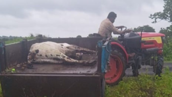 Cattle deaths continue in Sopore.