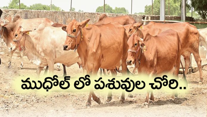 Cattle theft in Mudhol..