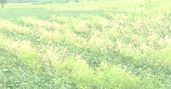 Cold disease of sugarcane crop