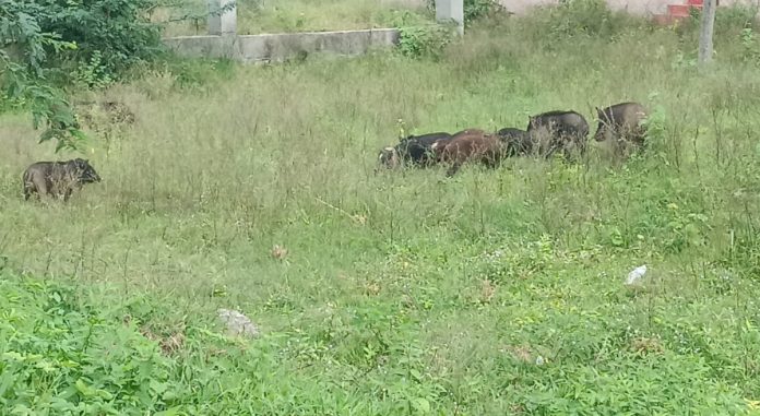Control the pigs.