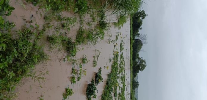 Crops submerged in heavy rain
