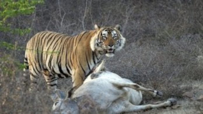 Dairy cattle becoming food for tigers