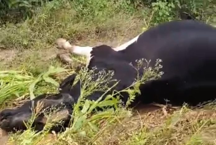 Dairy cow dies from electric shock