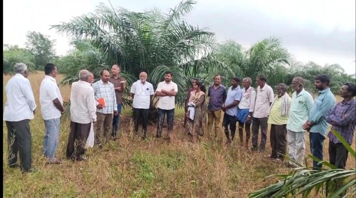 High income from oil palm cultivation