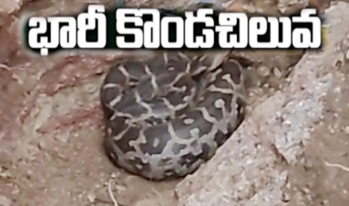 Huge python in the crop field
