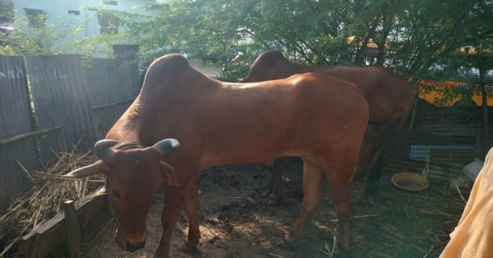 cow