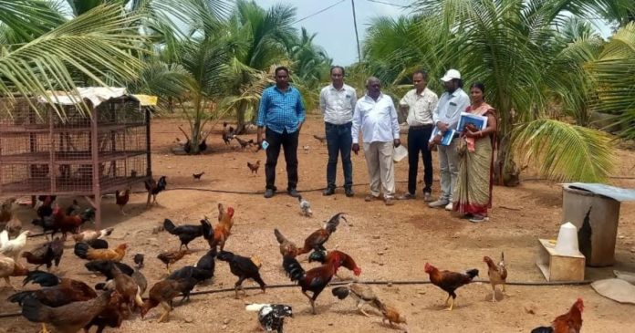 Inspection of poultry units in Kammarpalli