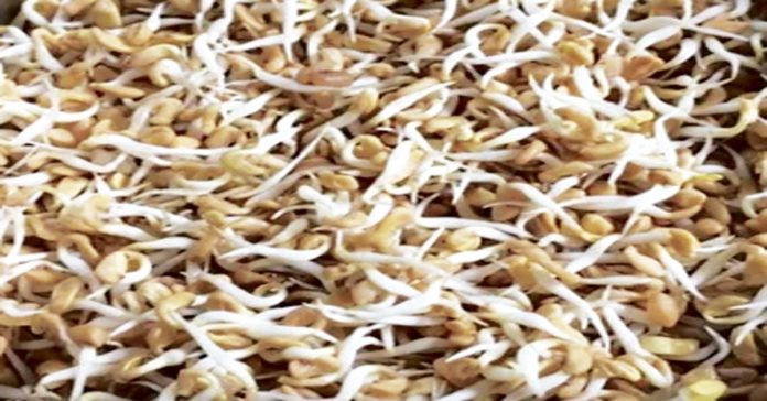 sprouted