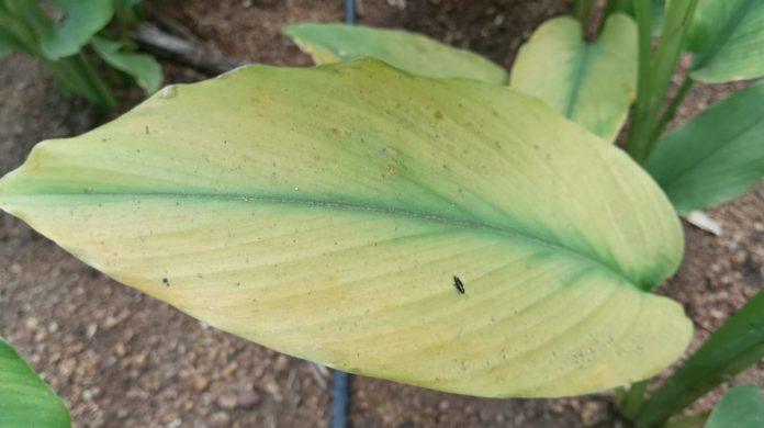 Nitrogen and zinc deficiency in turmeric
