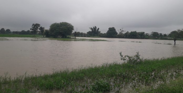 Paddy crop submerged in rain
