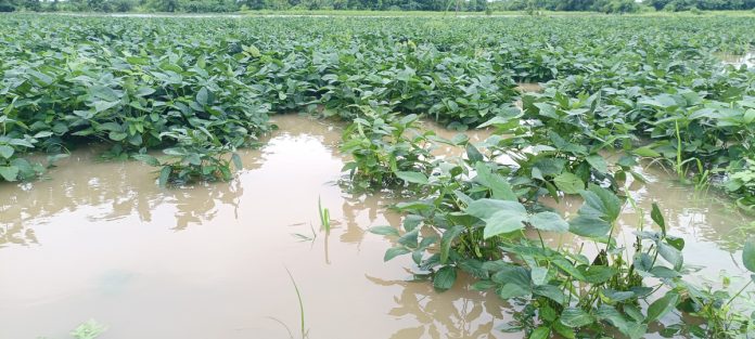 Peddaedgi stream overflows, causing damage to crops in hundreds of acres
