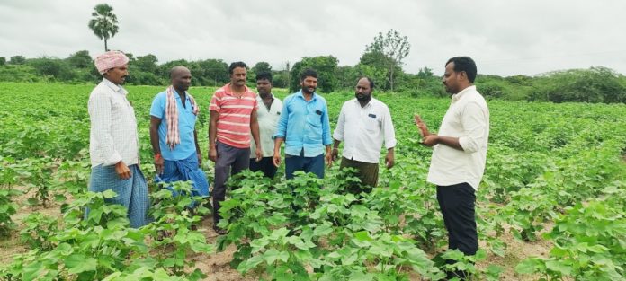 Preventing pests in cotton crops.