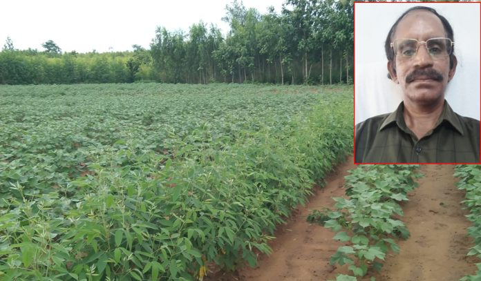 Rainy season crops cultivation methods crop protection - ADA Pentyala Ravikumar
