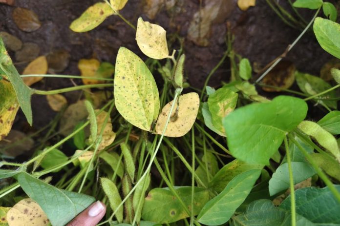 Soybean leaf spot disease outbreak in the crop