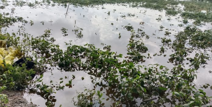 Submerged soybean crop..