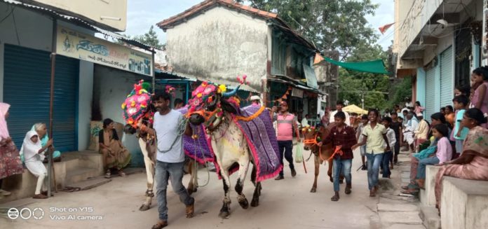 The new moon festival of the cattle fields is celebrated in the mandal.
