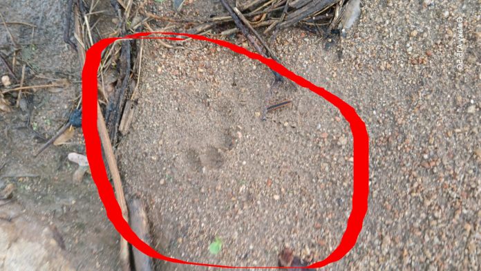Tiger footprints found near Bollepalli..