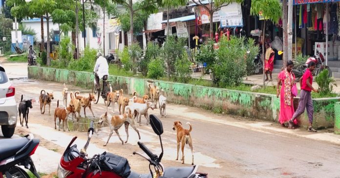 Dog trouble in Birkur mandal