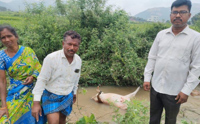 Accidental death of a dairy cow