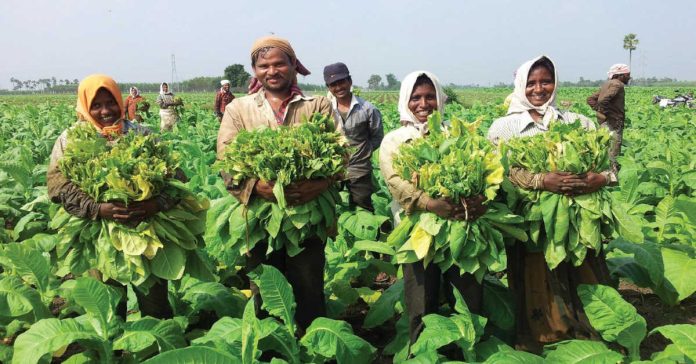 Andhra tobacco sector
