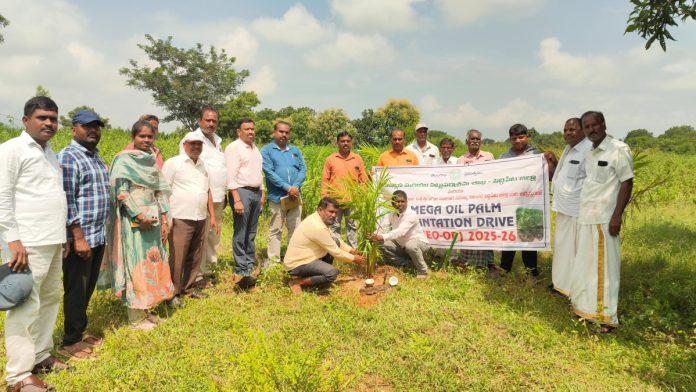 Continuous income for farmers through oil farming