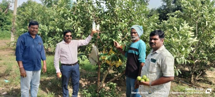 Fruit fly in orchards.. preventive measures