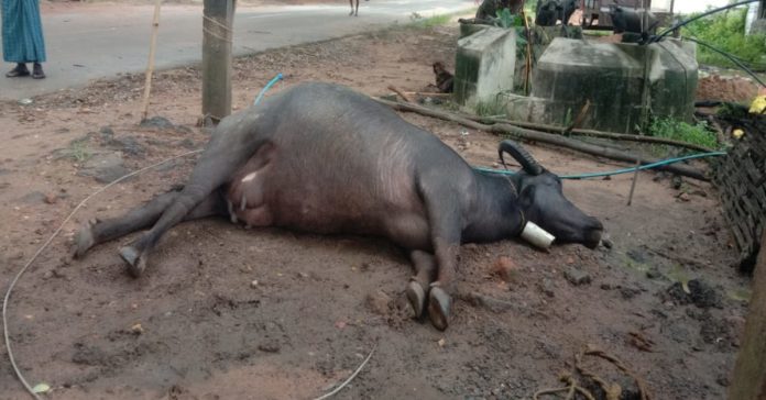 Dairy buffalo dies after being struck by electric wire